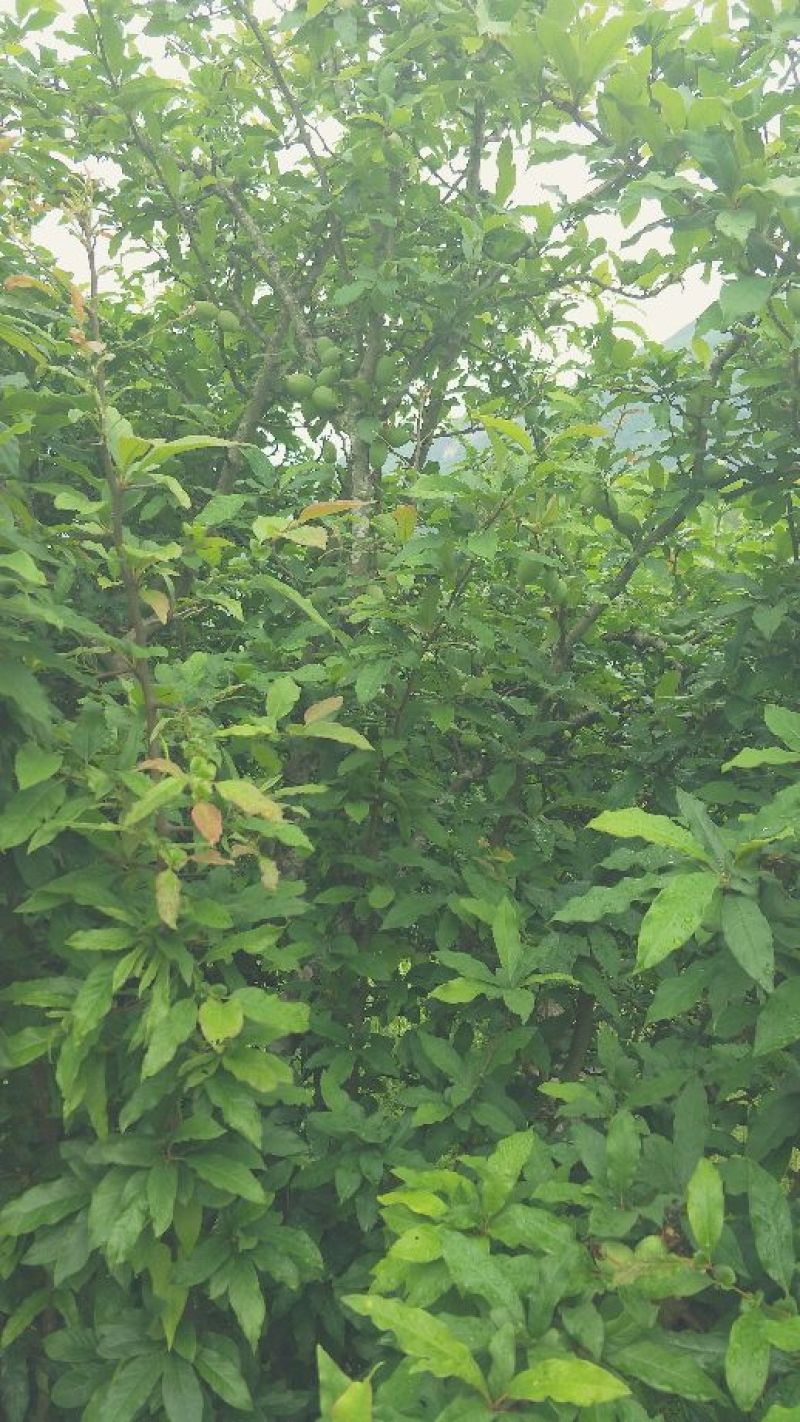皱皮木瓜2~2.5斤