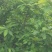 皱皮木瓜2~2.5斤