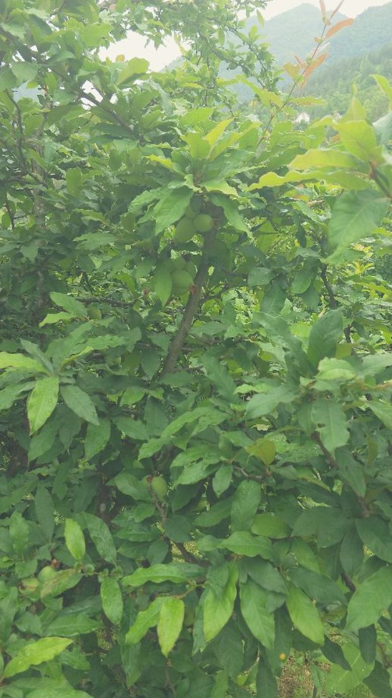 皱皮木瓜2~2.5斤