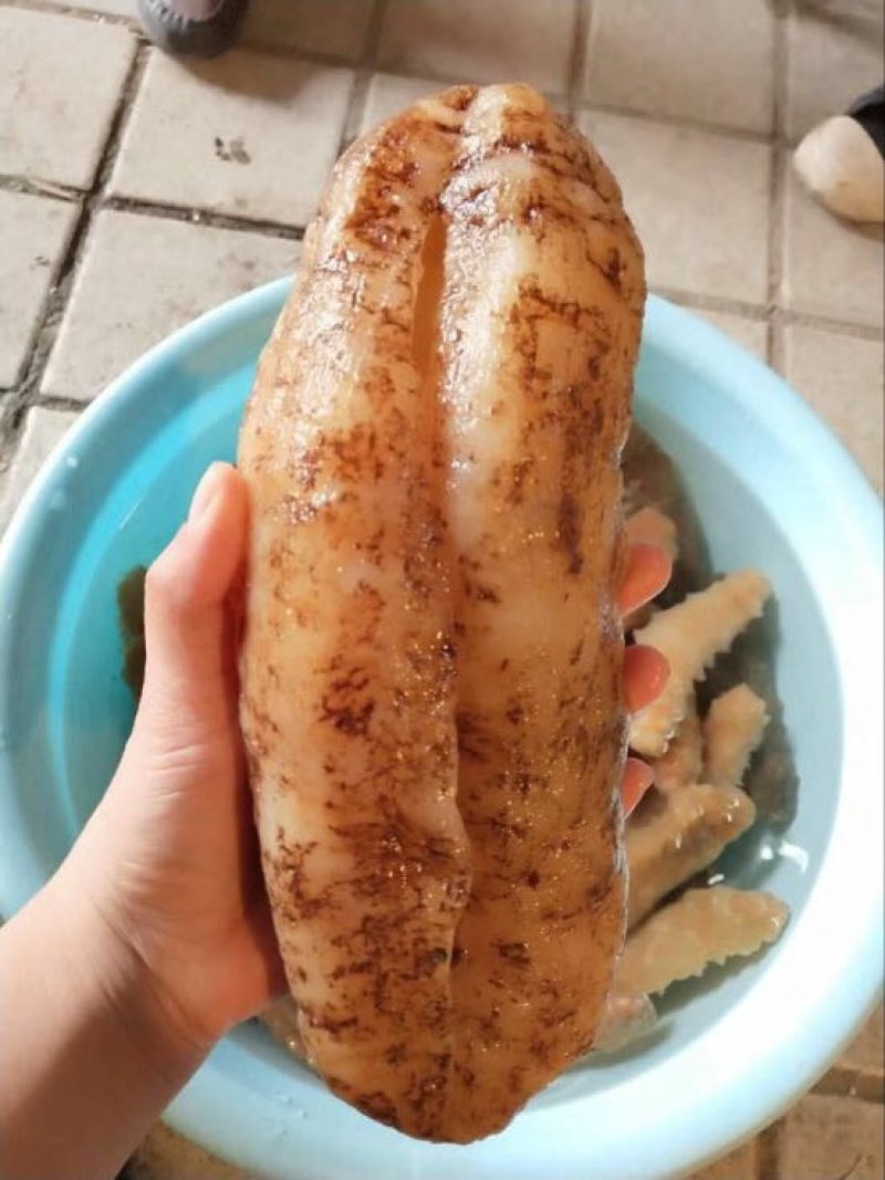 干海参