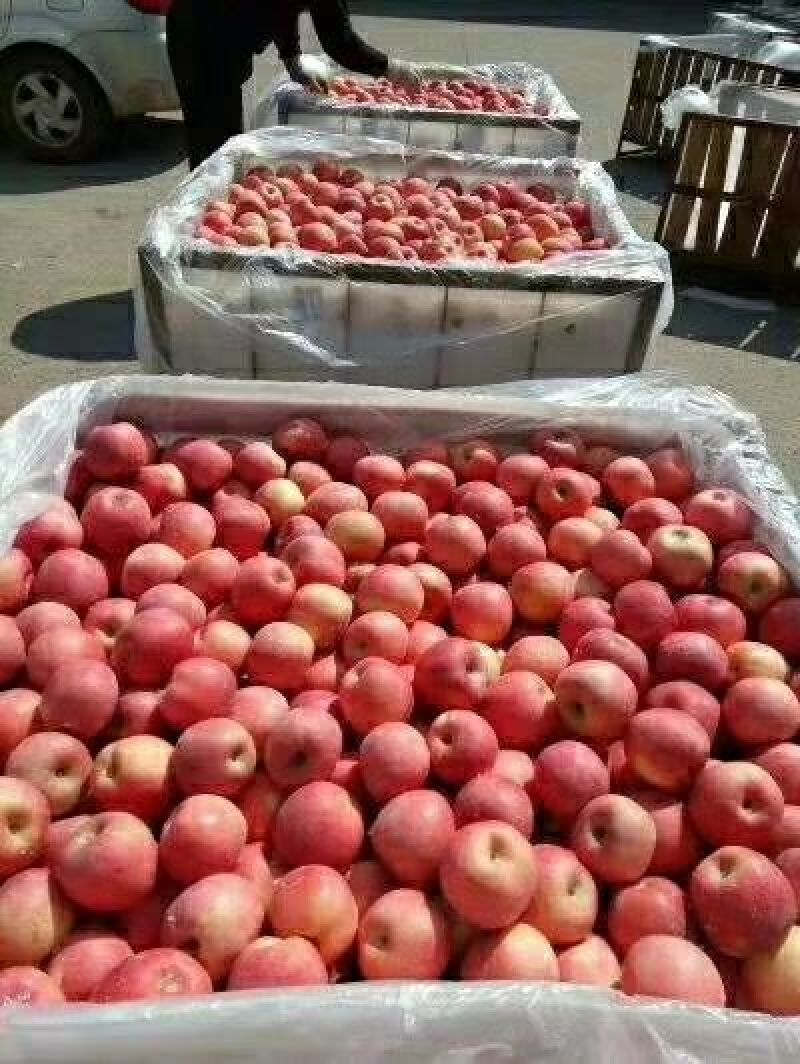 山东热卖【红富士苹果】条纹片红精品手选，诚信供应。