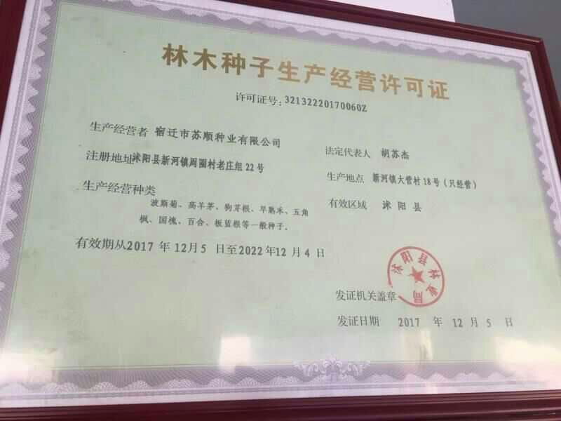百日草种子