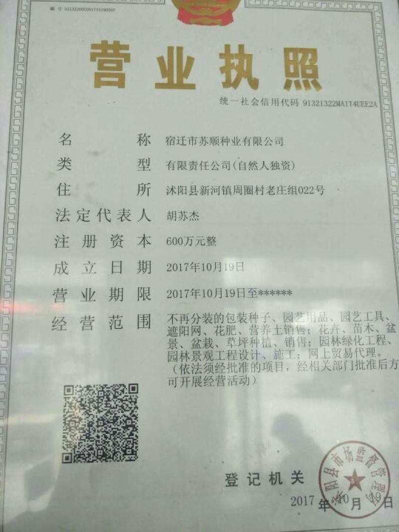 百日草种子