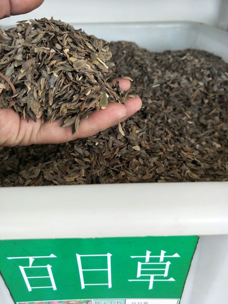 百日草种子