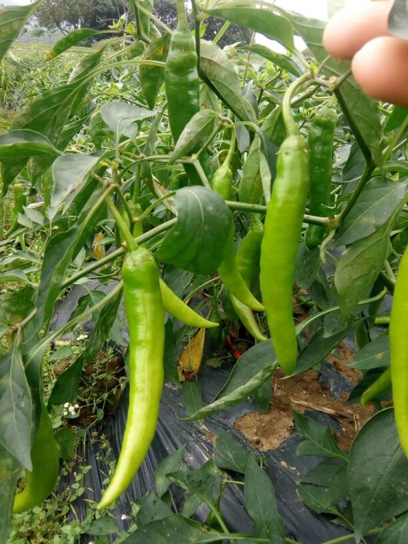青秀辣椒10~15厘米中辣青
