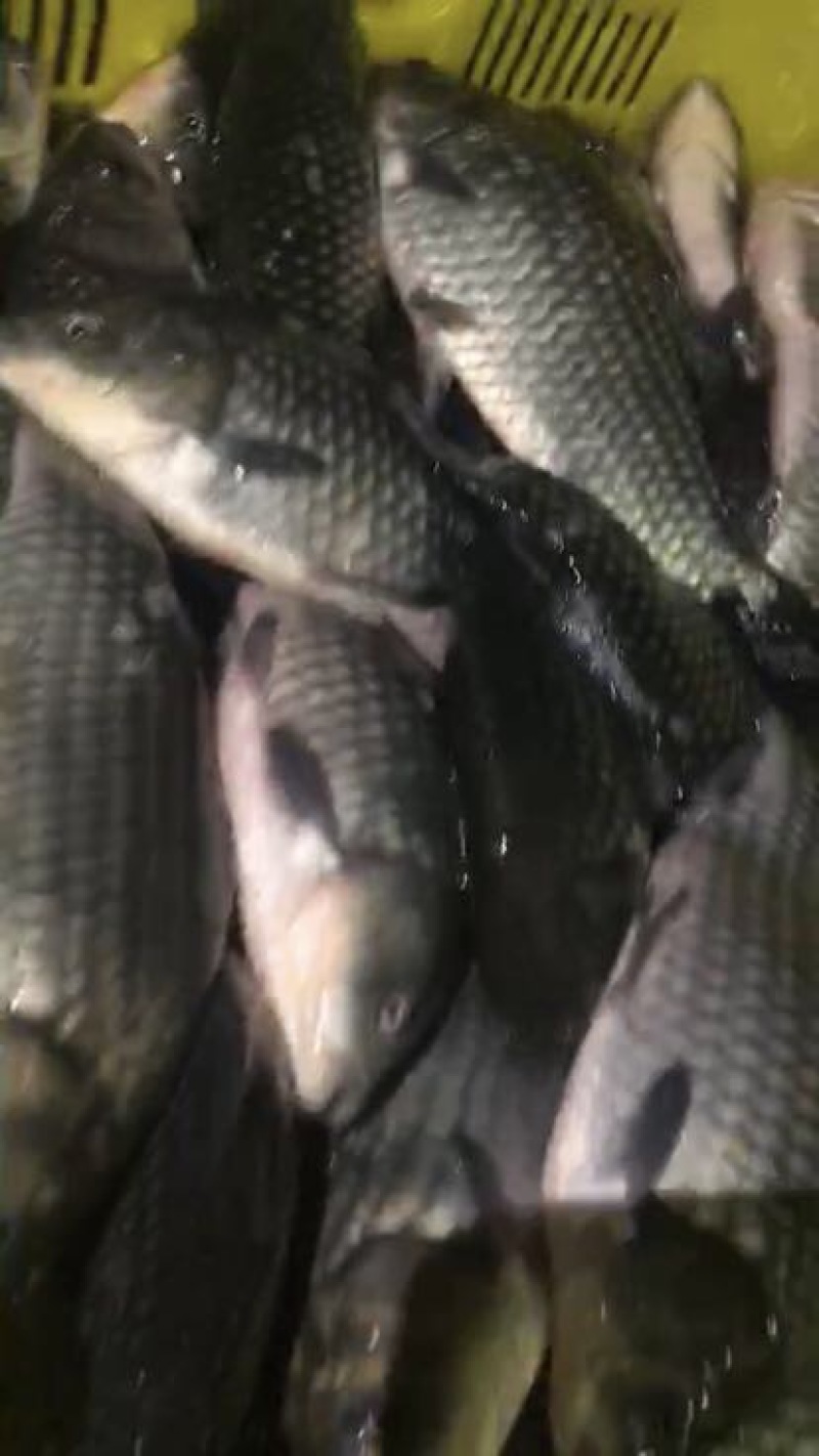 鲫鱼