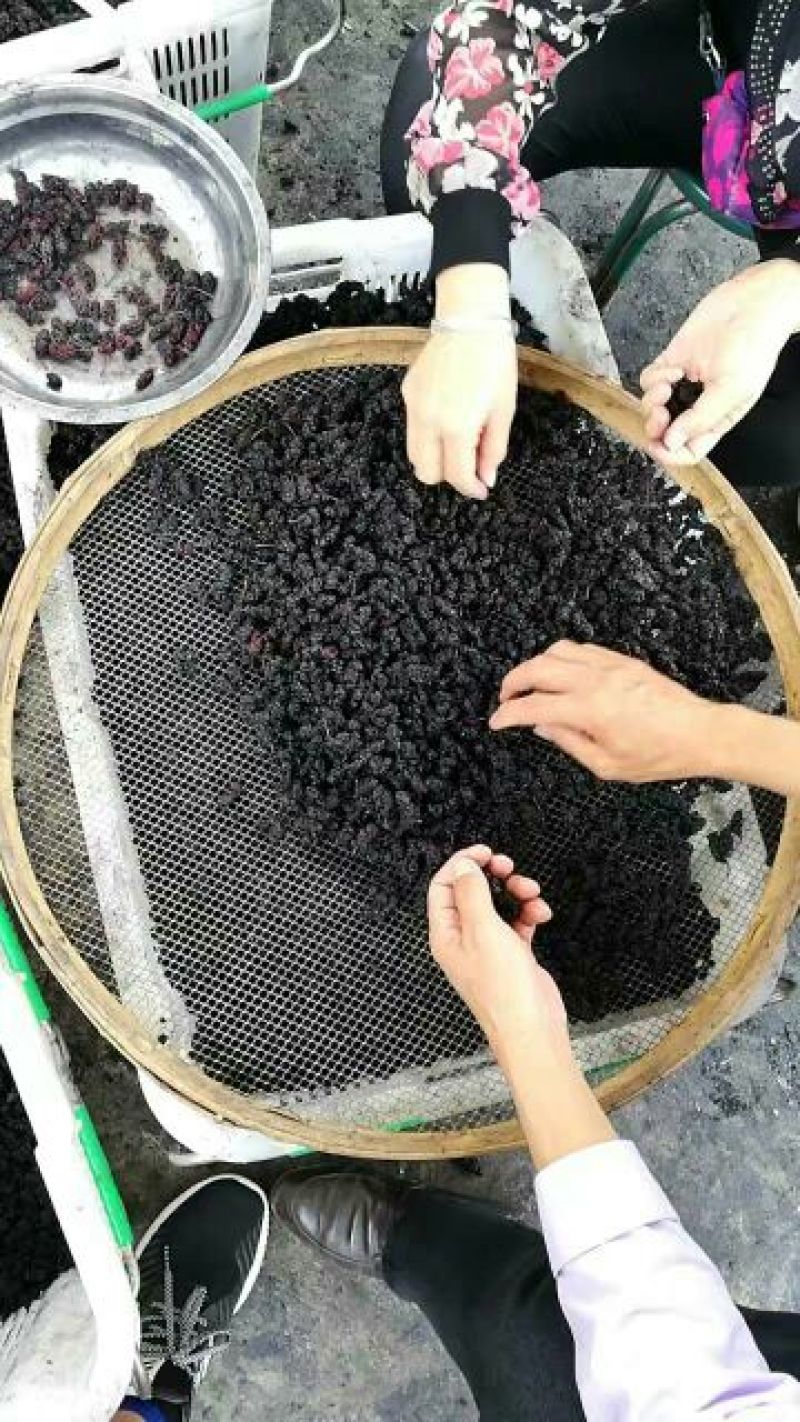 桑葚干选果中上货.无红果·霉果.细渣