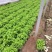 散叶生菜7两~8两