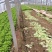 散叶生菜7两~8两