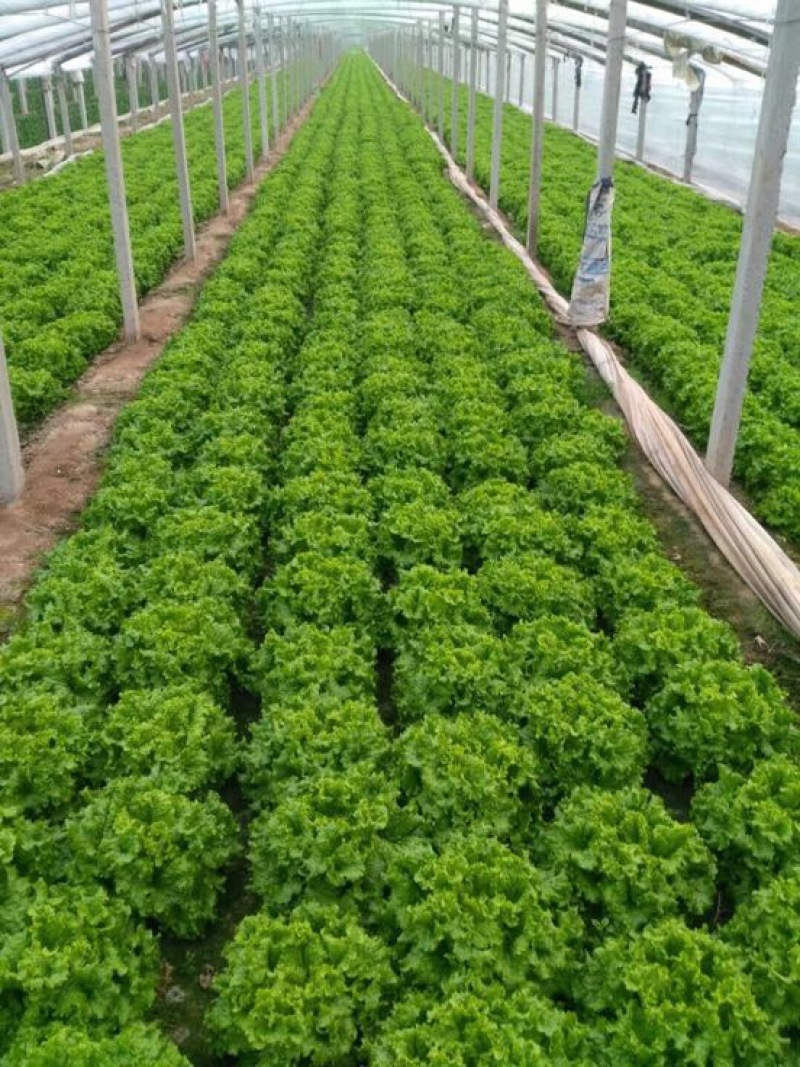 散叶生菜7两~8两