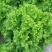 散叶生菜7两~8两