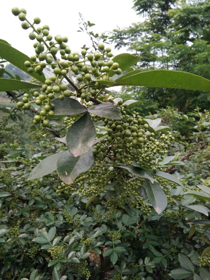 花椒苗，杯苗，地苗任意选择