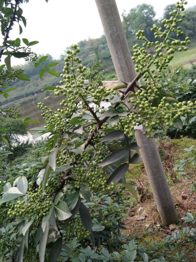 花椒苗，杯苗，地苗任意选择