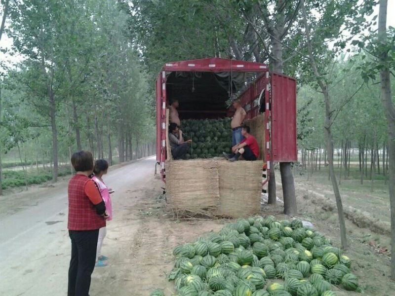 京欣西瓜6斤打底8成熟1茬