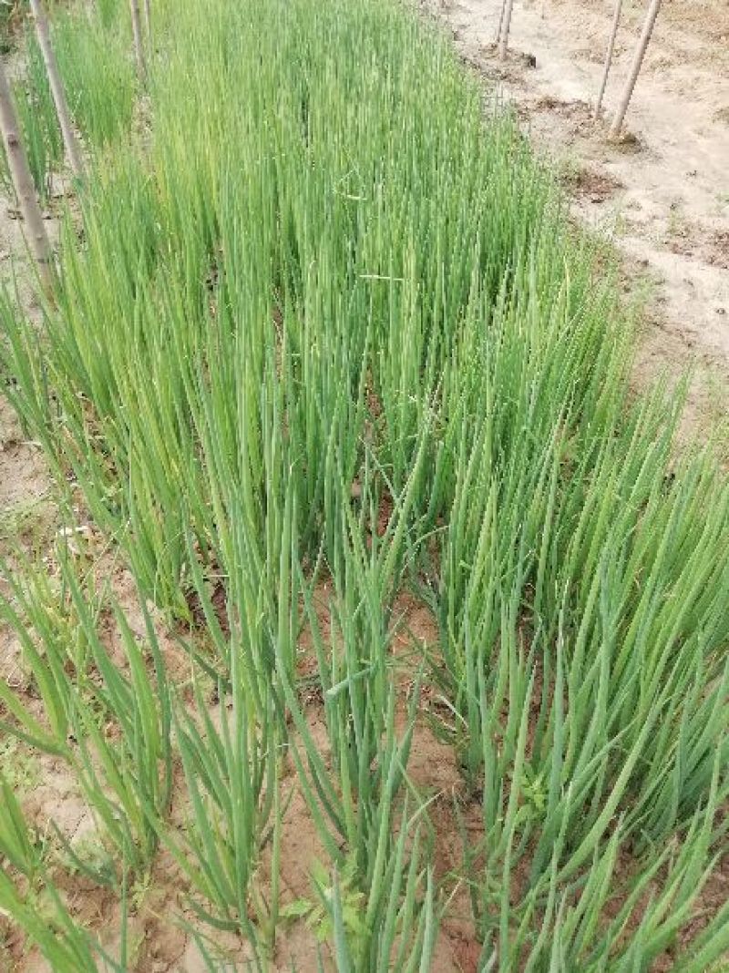 葱苗30cm