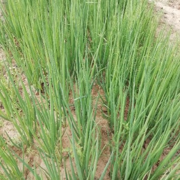 葱苗30cm