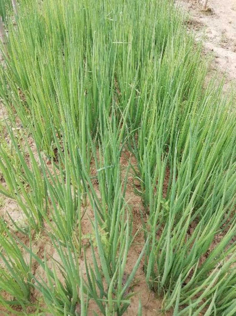 葱苗30cm
