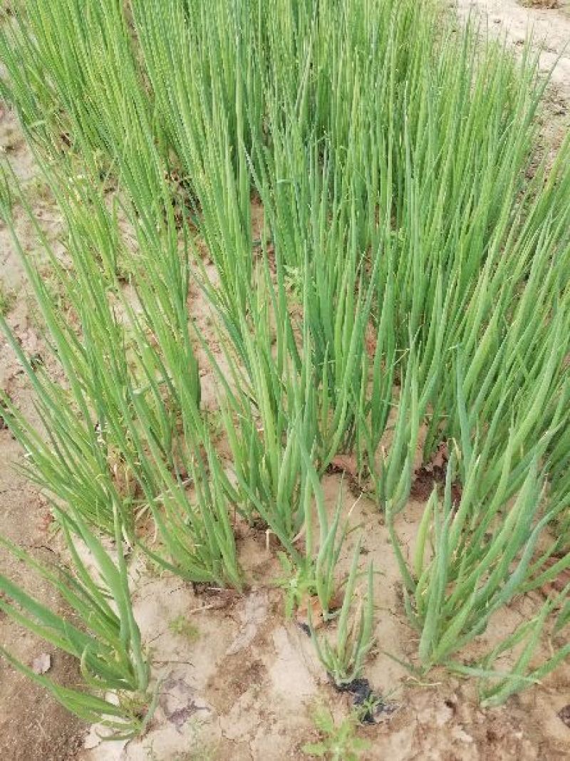 葱苗30cm