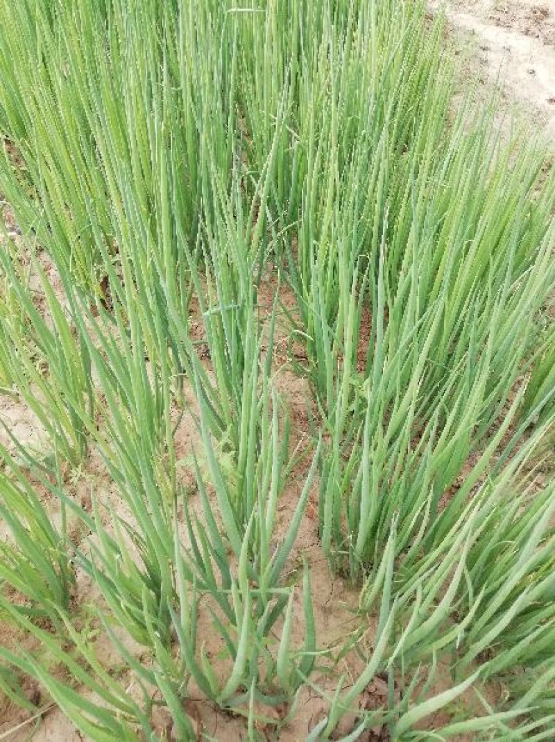 葱苗30cm