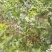 蓝莓苗2-5年蓝莓苗盆栽地栽蓝莓苗品种多