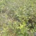 蓝莓苗2-5年蓝莓苗盆栽地栽蓝莓苗品种多