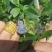 蓝莓苗2-5年蓝莓苗盆栽地栽蓝莓苗品种多