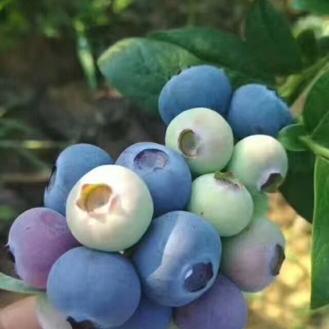 蓝莓苗2-5年蓝莓苗盆栽地栽蓝莓苗品种多