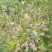 蓝莓苗2-5年蓝莓苗盆栽地栽蓝莓苗品种多