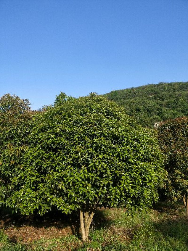 桂花树14~16cm3~3.5米3米以上