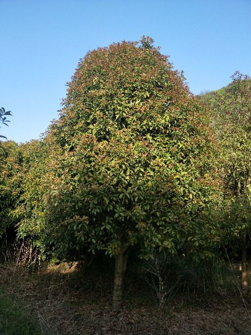 桂花树14~16cm3~3.5米3米以上