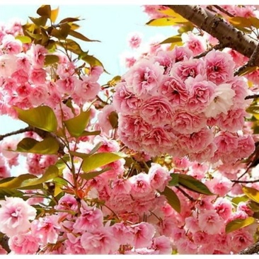 早樱樱花8~10cm