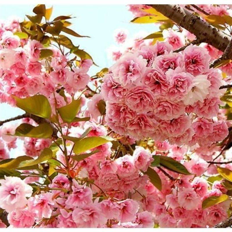 早樱樱花8~10cm