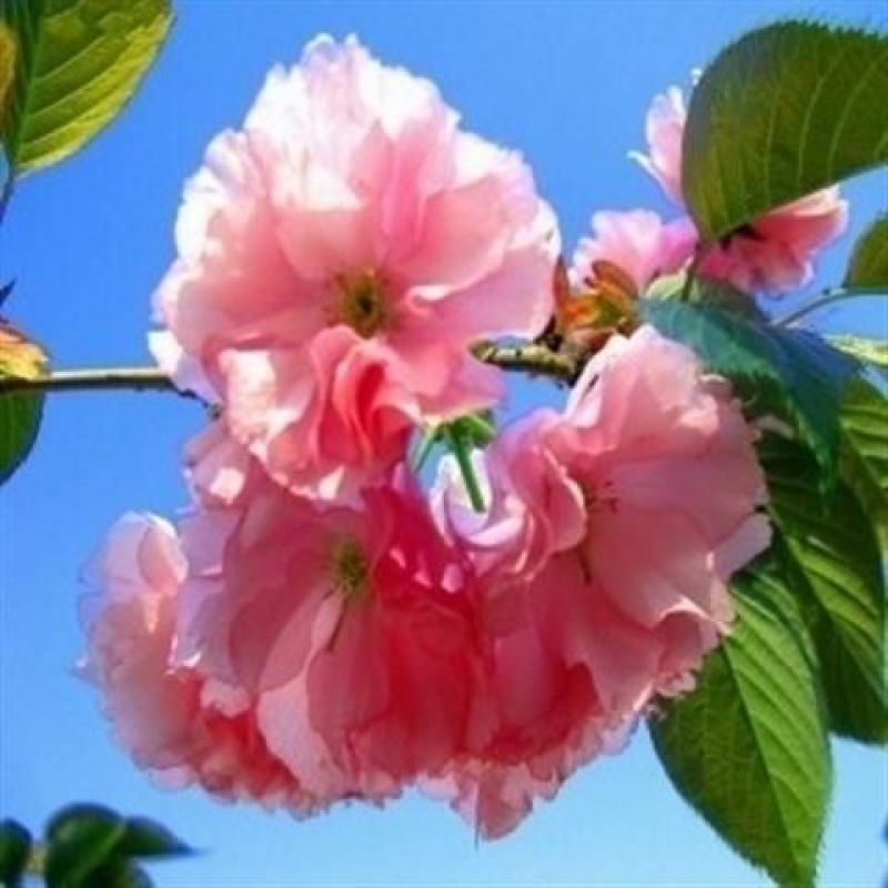 早樱樱花8~10cm
