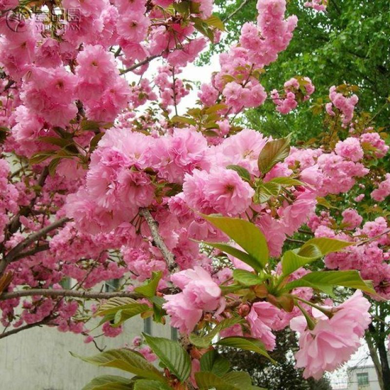 早樱樱花8~10cm