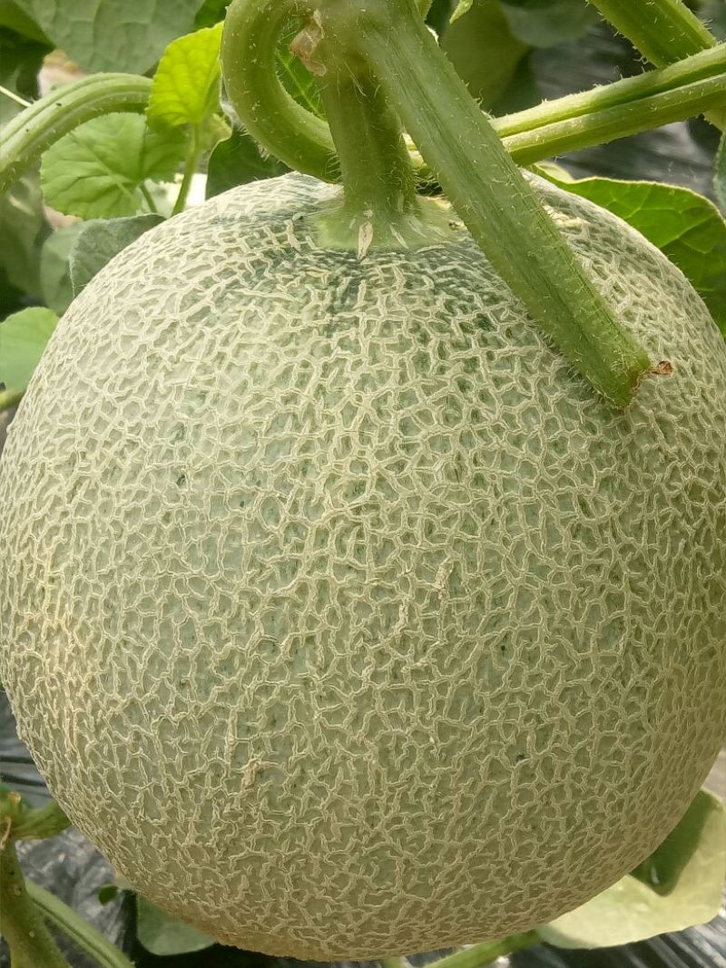 脆瓜2斤以上