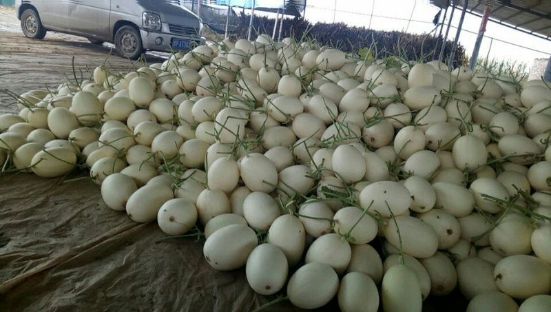脆瓜2斤以上