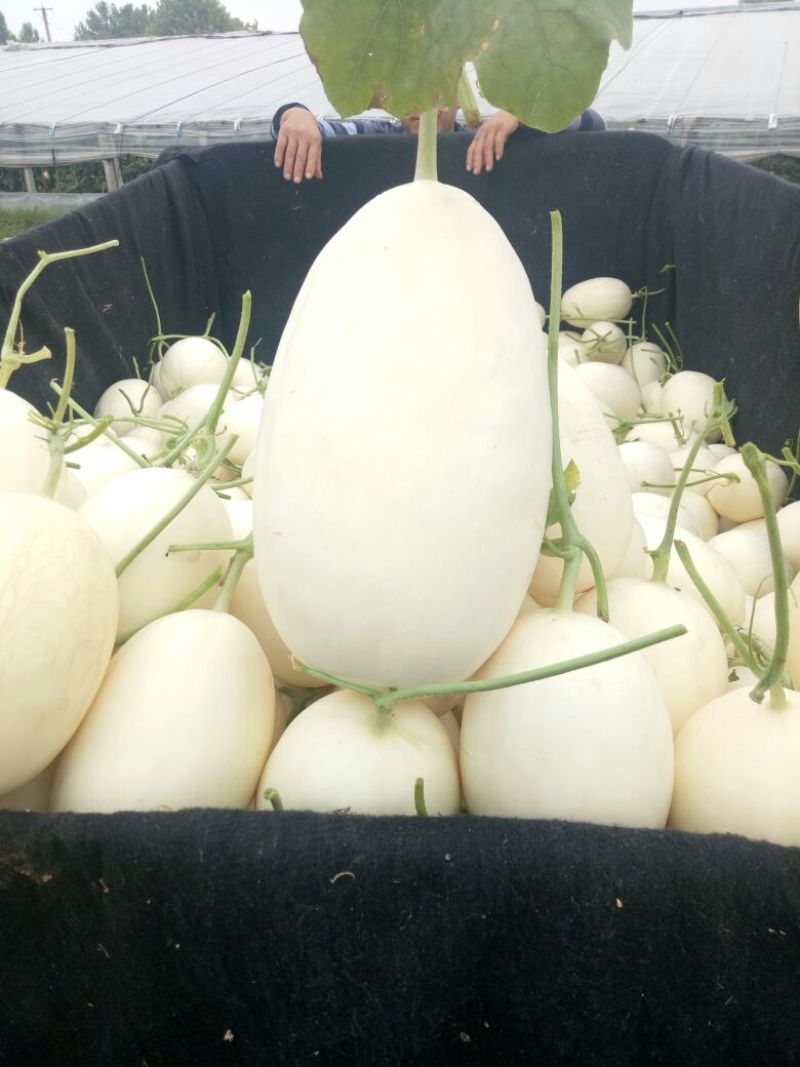 脆瓜2斤以上