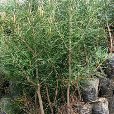 白松树苗80~100cm
