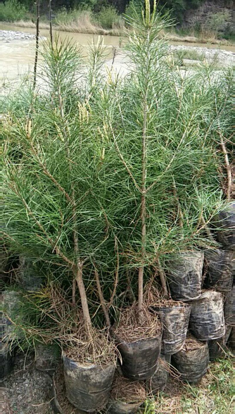 白松树苗80~100cm