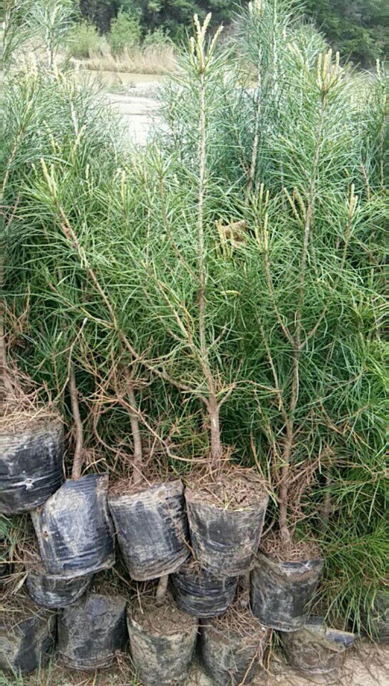 白松树苗80~100cm