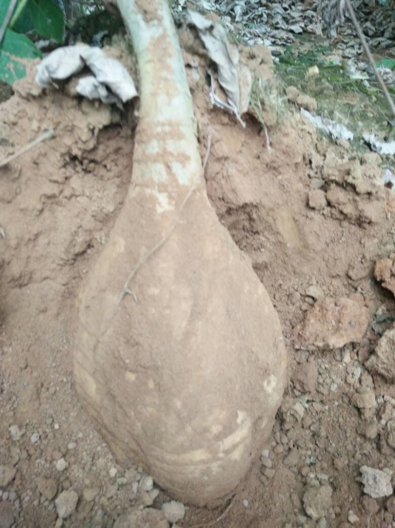 葛根粉散装纯葛粉自封袋包装量大从优