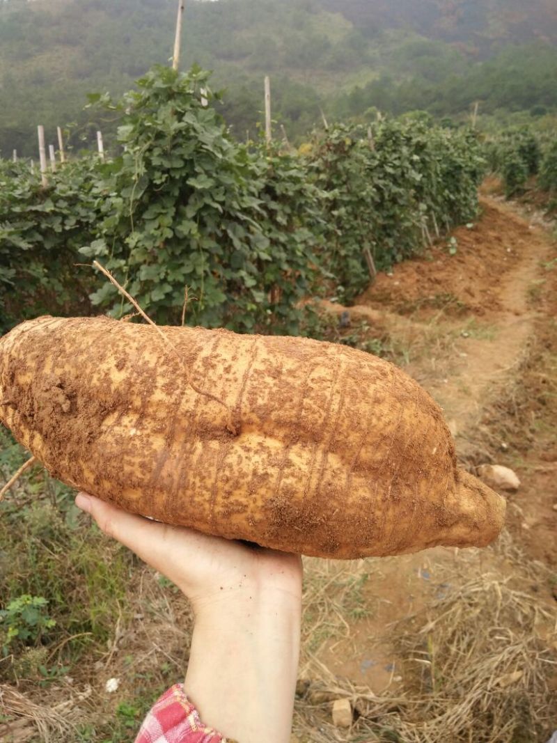葛根粉散装纯葛粉自封袋包装量大从优