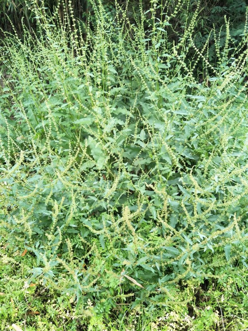 药用大黄