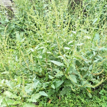 药用大黄