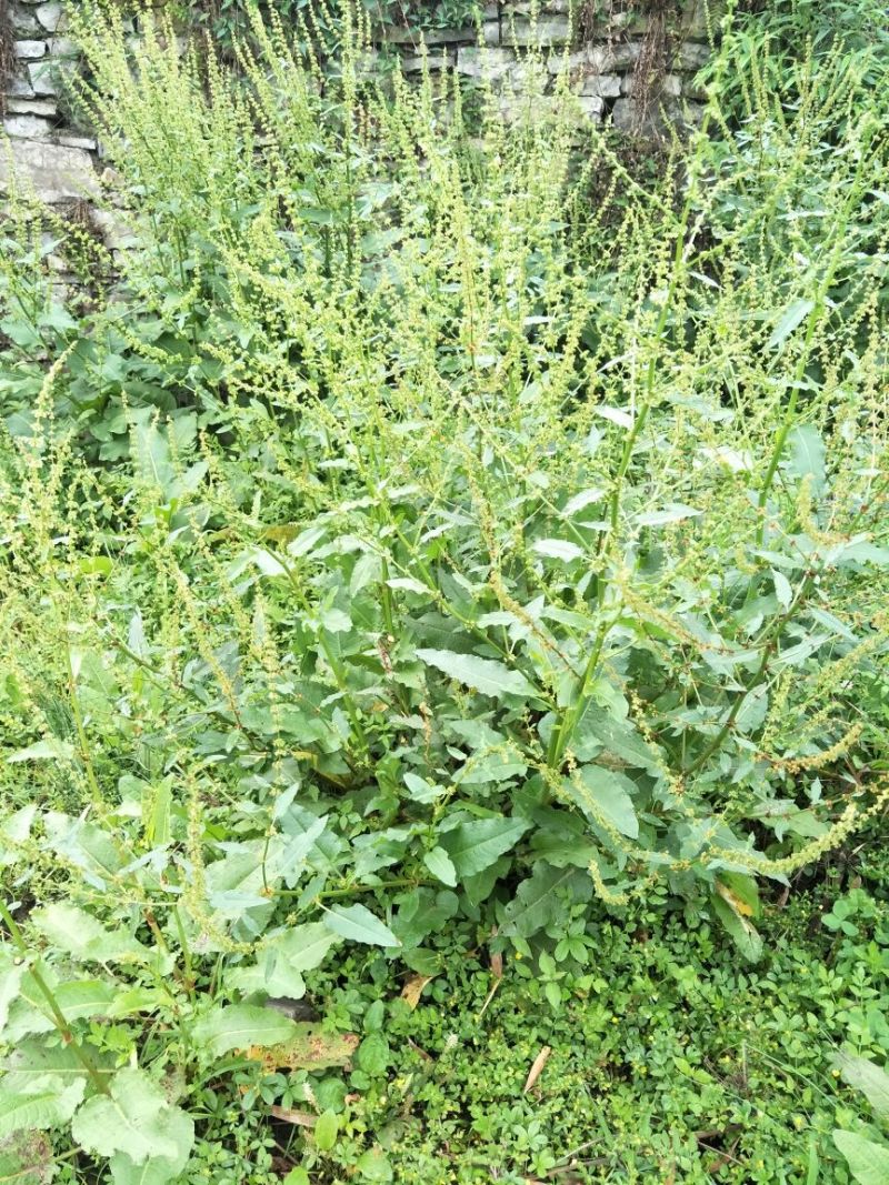 药用大黄