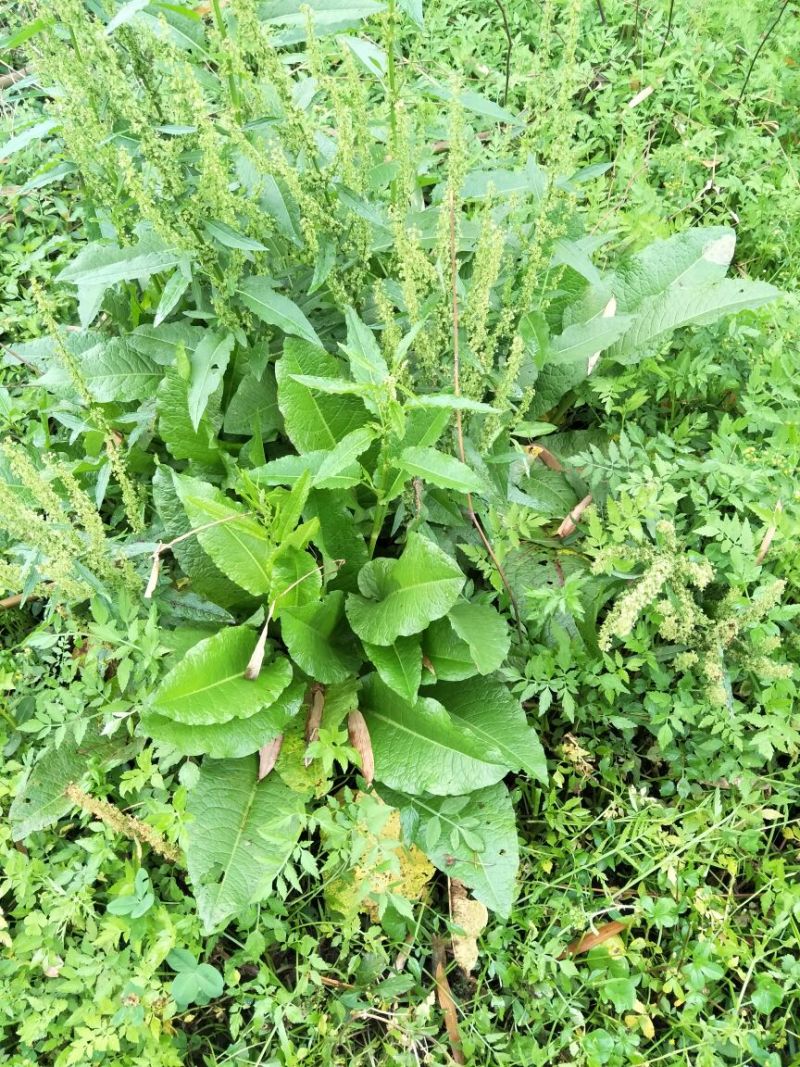 药用大黄
