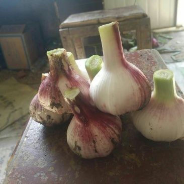 苏北地区紫皮鲜蒜基地，一手货源，质量保证