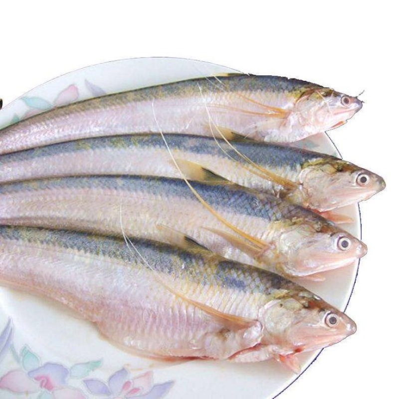 黄河刀鱼冰鲜鱼