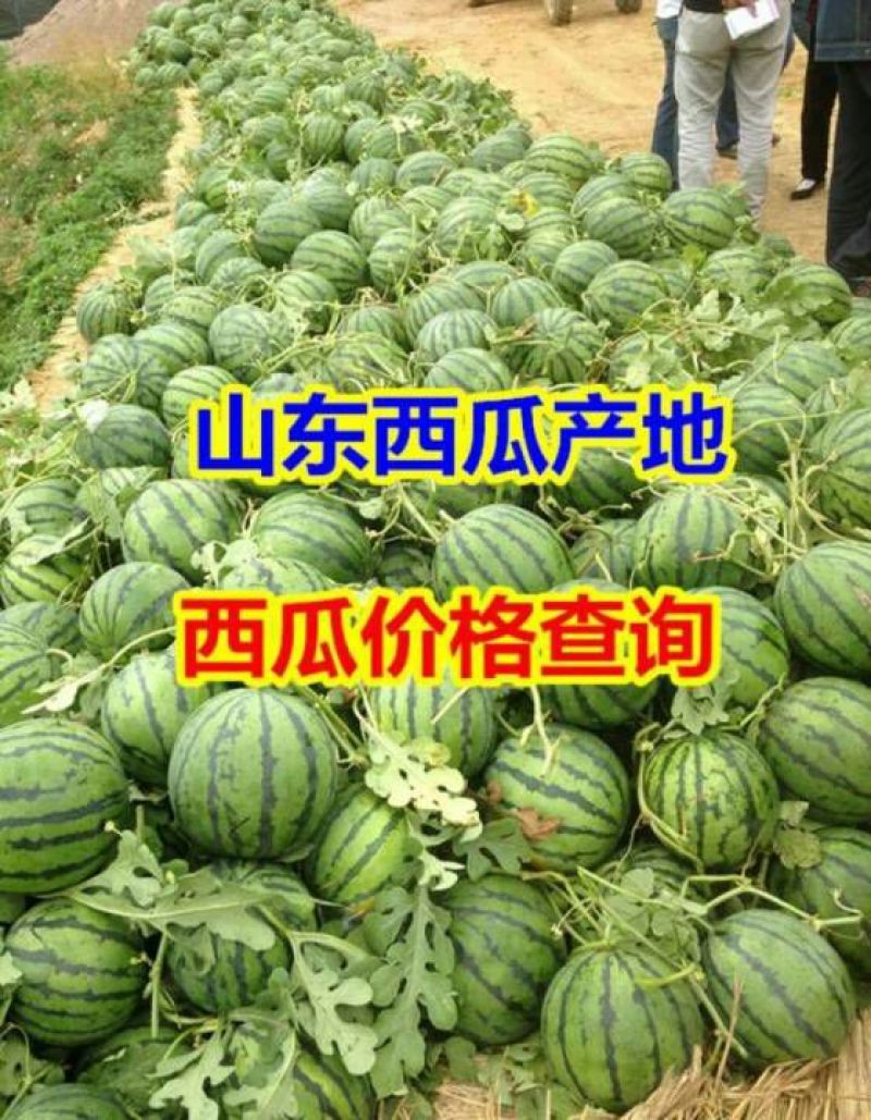 甜王西瓜产地直销货源充足包熟包甜支持全国发货