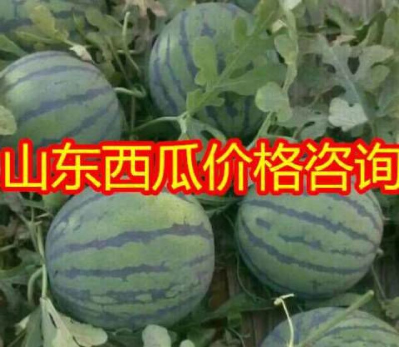 甜王西瓜产地直销货源充足包熟包甜支持全国发货